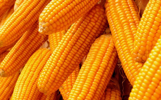 Maize-1